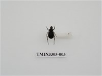 藏品(黑虎斑花金龜)的圖片